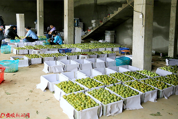 镇宁六马镇李子丰收，村民正在分捡装箱   .jpg