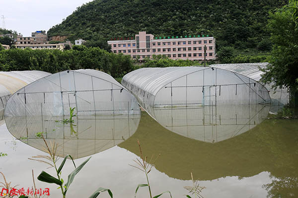 大水淹没的蔬菜大棚.JPG