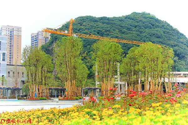 07 - 多头香樟树阵.jpeg