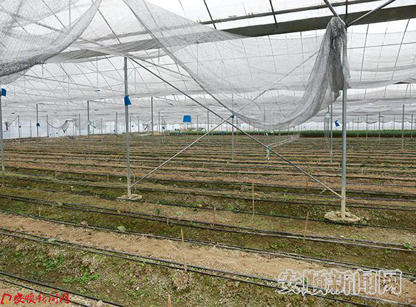 贵卉公司绣球花试验大棚 .jpg