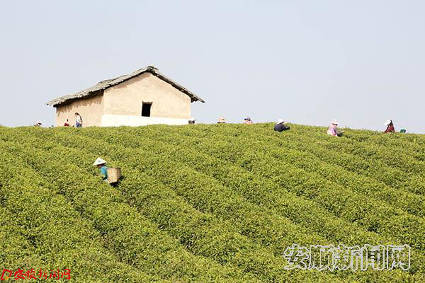 春茶采摘正当时.jpg