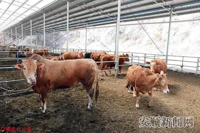 关岭乐安村关岭牛养殖.JPG 关岭乐安村关岭牛养殖.JPG