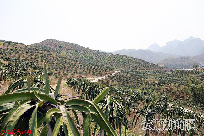 关岭莲花村火龙果种植基地3.JPG 关岭莲花村火龙果种植基地3.JPG