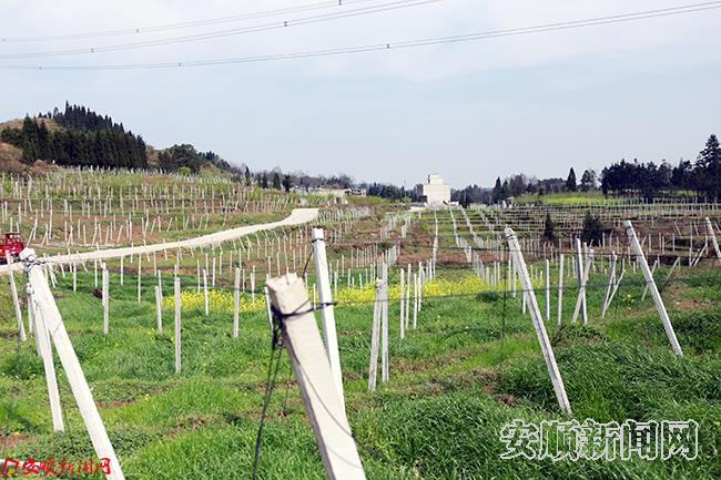 顶云街道办猕猴桃种植园.JPG 顶云街道办猕猴桃种植园.JPG