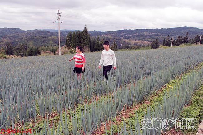 十字乡五一村第一书记肖正文查看大葱长势.JPG 十字乡五一村第一书记肖正文查看大葱长势.JPG