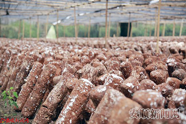 食用菌产业助推脱贫攻坚 钱凯摄.JPG 食用菌产业助推脱贫攻坚 钱凯摄.JPG