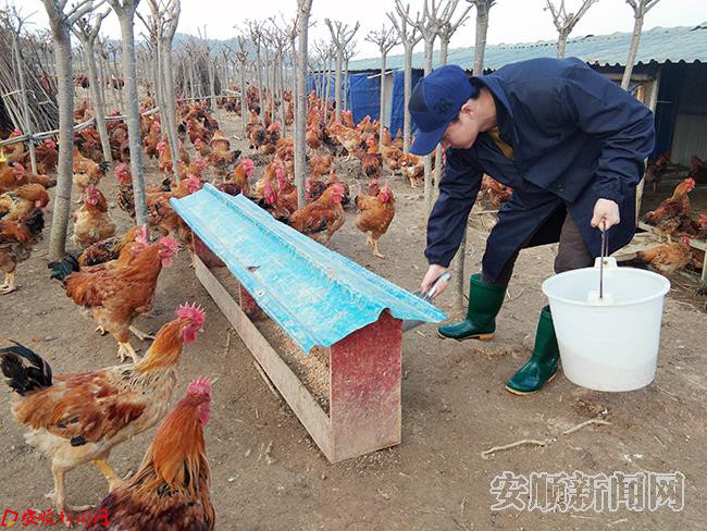 天龙镇打磨村黄土产业发展过渡期的养鸡产业.jpg 天龙镇打磨村黄土产业发展过渡期的养鸡产业.jpg