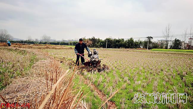 准备新一年的大米种植 王勇.jpg 准备新一年的大米种植 王勇.jpg
