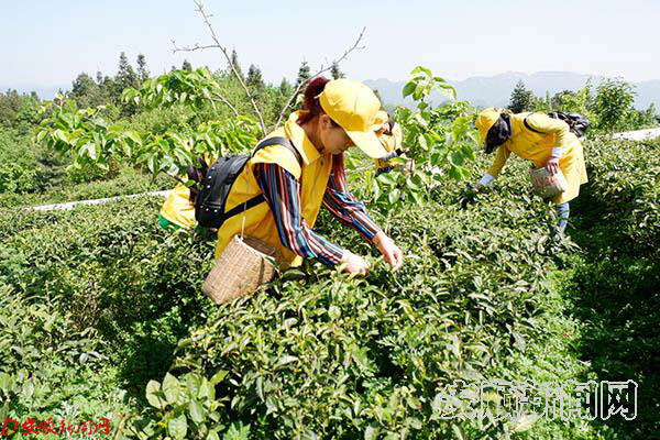 社区进茶园 体验茶文化 (2).jpg