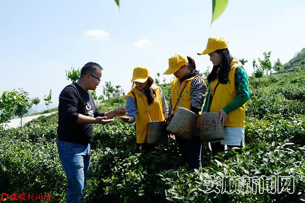社区进茶园 体验茶文化 (3).jpg