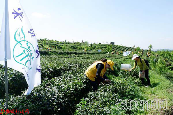 社区进茶园 体验茶文化 (4).jpg