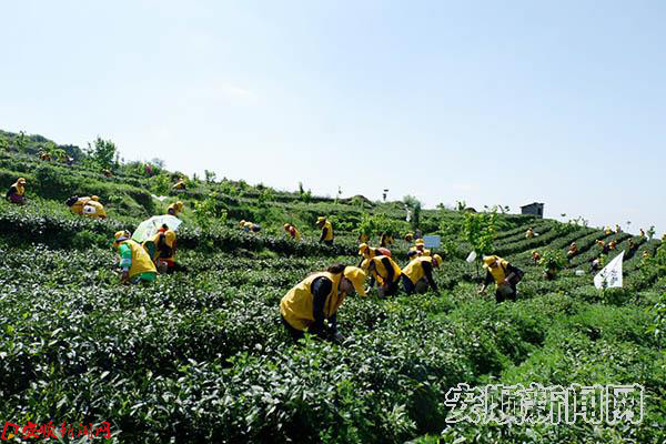 社区进茶园 体验茶文化 (5).jpg