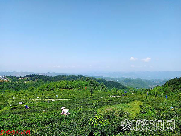 社区进茶园 体验茶文化 (6).jpg