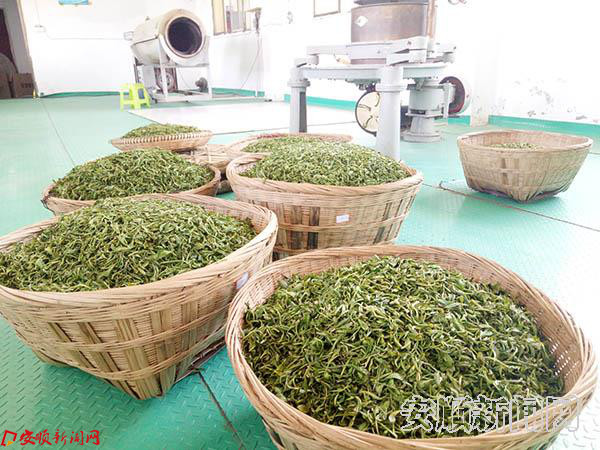 社区进茶园 体验茶文化 (7).jpg