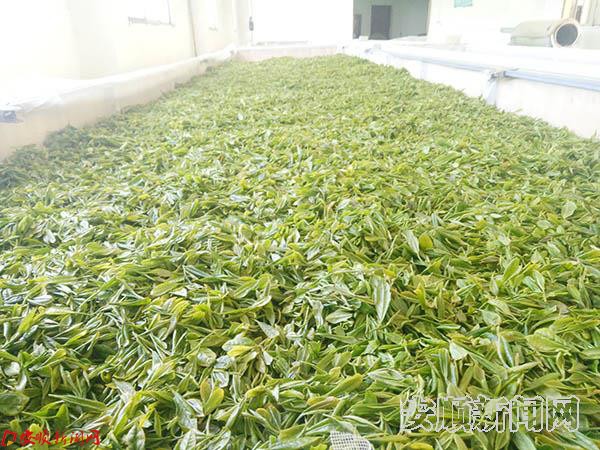 社区进茶园 体验茶文化 (10).jpg