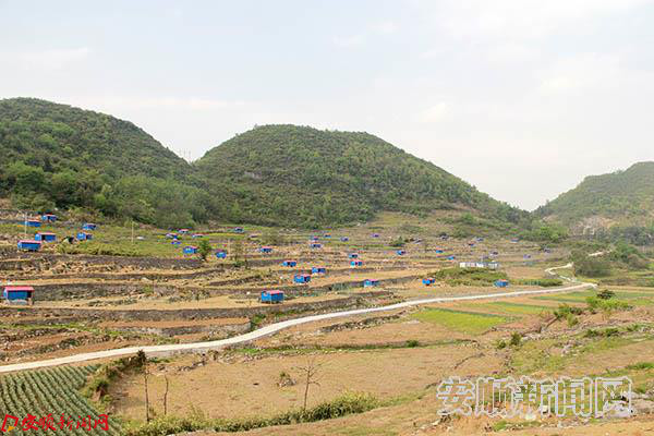 打磨村养鸡产业欣欣向荣.JPG 打磨村养鸡产业欣欣向荣.JPG