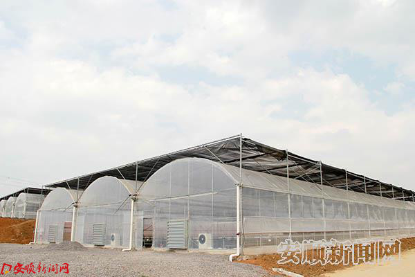 投入使用是天地和公司蔬菜大棚.JPG 投入使用是天地和公司蔬菜大棚.JPG