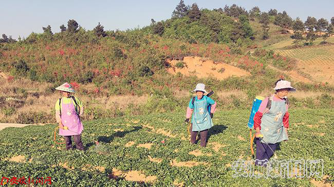 西秀区八寨村:小小中药材助推大脱贫.jpg 西秀区八寨村:小小中药材助推大脱贫.jpg