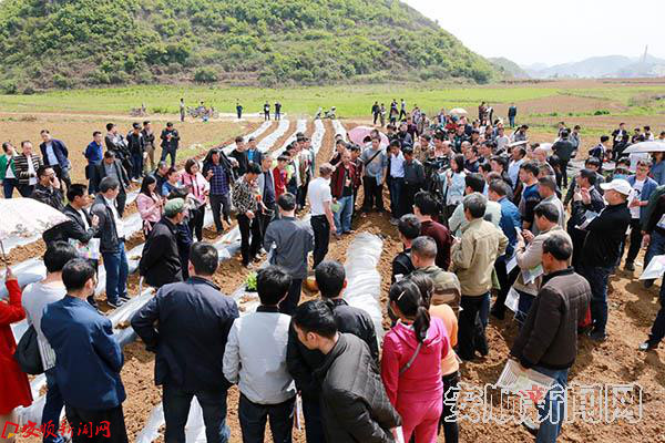 镇宁工业辣椒种植培训现场.JPG