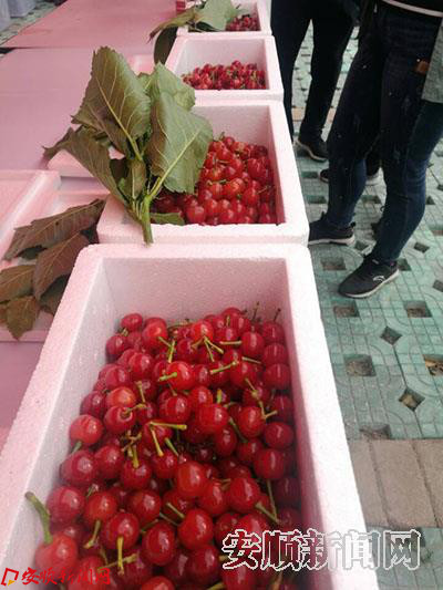 现场出售的樱桃.jpg 现场出售的樱桃.jpg
