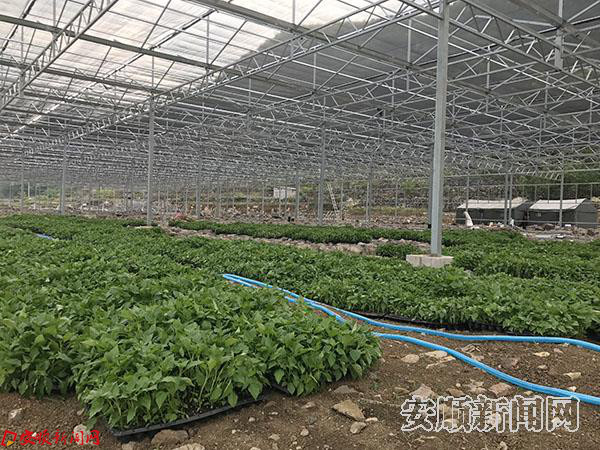 准备栽种的工业辣椒苗.jpg