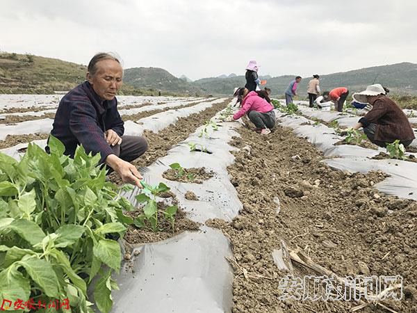 清河村村民正忙着栽种工业辣椒 (4).jpg