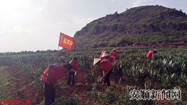务工群众在郭其村为洋藿除草 (3).jpg