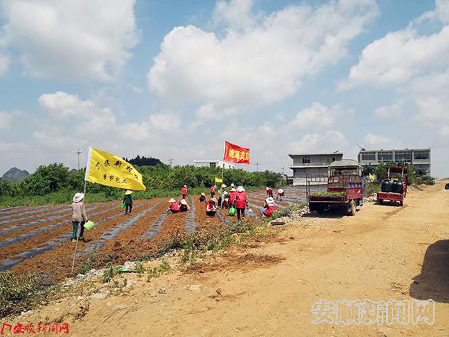 桃源村正在工业辣椒田中务工的季节包工群众 (2).jpg