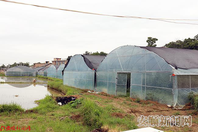 番茄种植大棚.JPG 番茄种植大棚.JPG