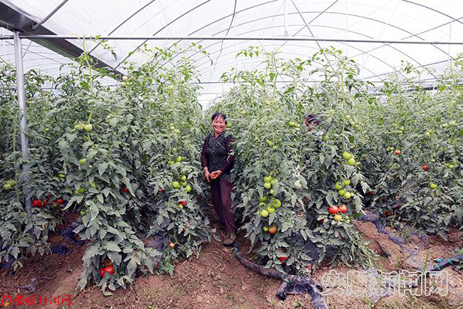 番茄丰收,农户笑.JPG 番茄丰收,农户笑.JPG