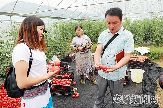 凡其村驻村第一书记程继承(右)向记者展示番茄的好品质.JPG 凡其村驻村第一书记程继承(右)向记者展示番茄的好品质.JPG