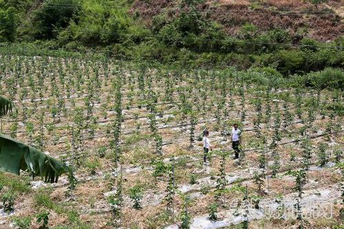 简嘎乡百香果种植基地.JPG