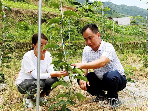 饶思红（右一）在田间查看百香果的长势.JPG