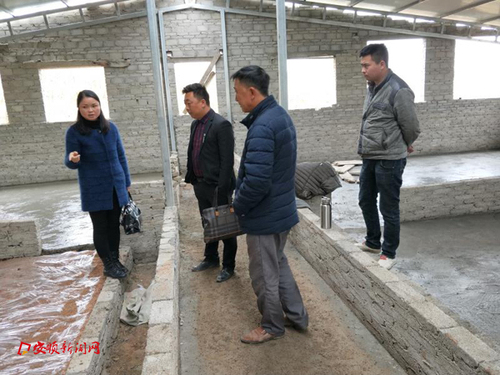 1查看养牛场建设施工工作
