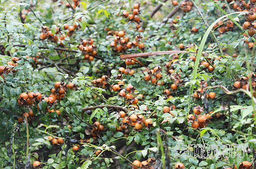 mmexport1563171518450