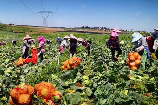 平坝高田高标准蔬菜基地蔬菜喜迎丰收.jpeg