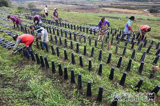 塘约村韭黄产业种植 卢维 摄影.jpg