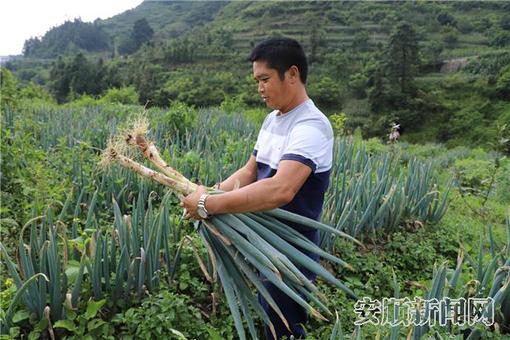 顶云街道办事处胜利村大葱产业长势喜人2.jpg