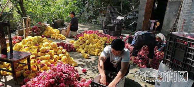 上关镇乐安村火龙果喜丰收.jpg