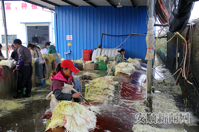 村民正在清洗韭黄1