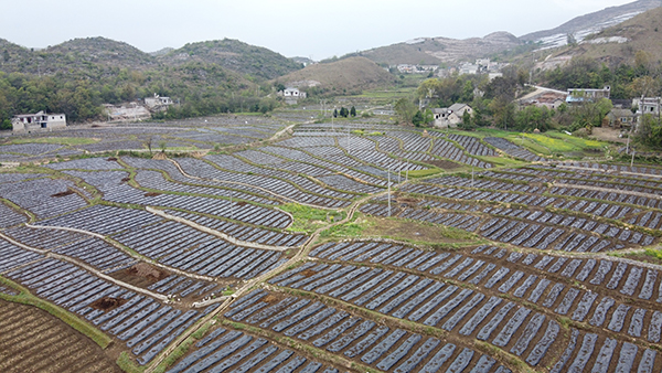 关岭自治县普利乡马马崖村千亩百香果基地1.jpg