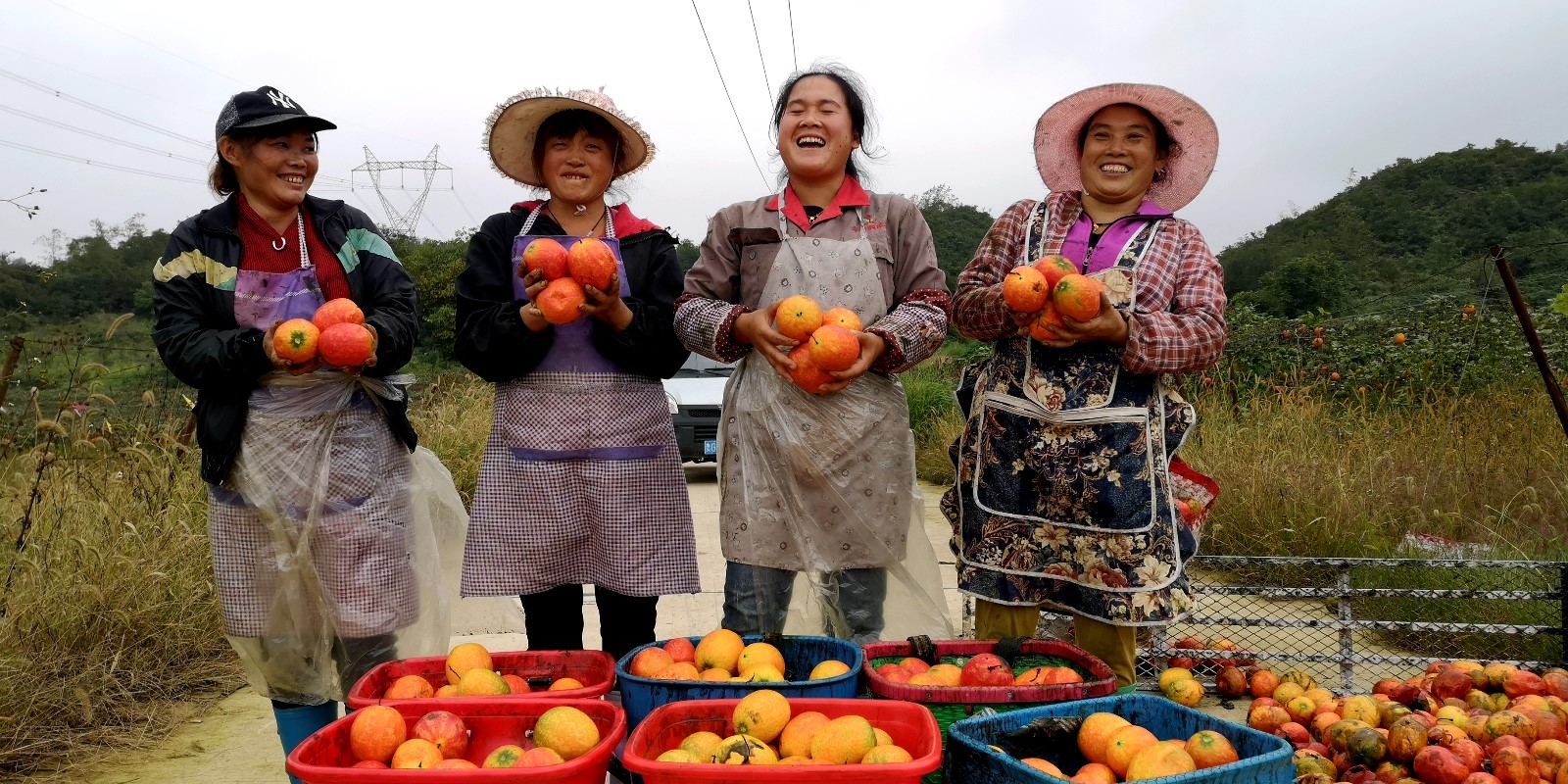 　　金秋时节，在平坝鼓楼街道大关村的吊瓜种植基地，一串串吊瓜密密麻麻地悬于藤蔓之下，青果绿油碧翠，熟果黄澄金灿。近日，趁着天气晴好，村民苏琴和一帮姐妹们忙着摘瓜、装篓，瓜园里呈现出一派繁忙的丰收景象。