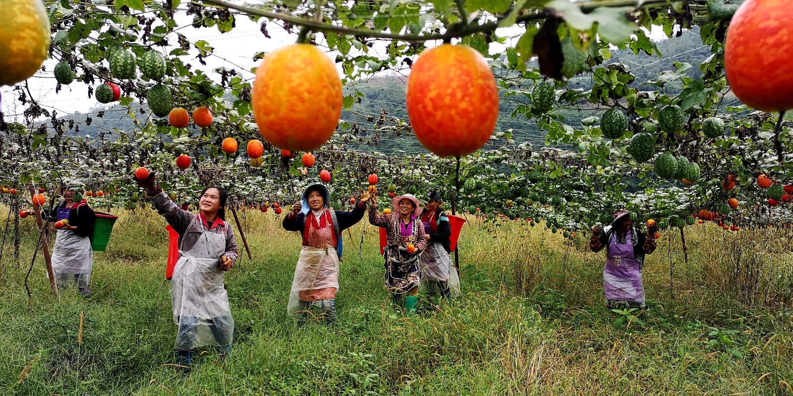 　　金秋时节，在平坝鼓楼街道大关村的吊瓜种植基地，一串串吊瓜密密麻麻地悬于藤蔓之下，青果绿油碧翠，熟果黄澄金灿。近日，趁着天气晴好，村民苏琴和一帮姐妹们忙着摘瓜、装篓，瓜园里呈现出一派繁忙的丰收景象。