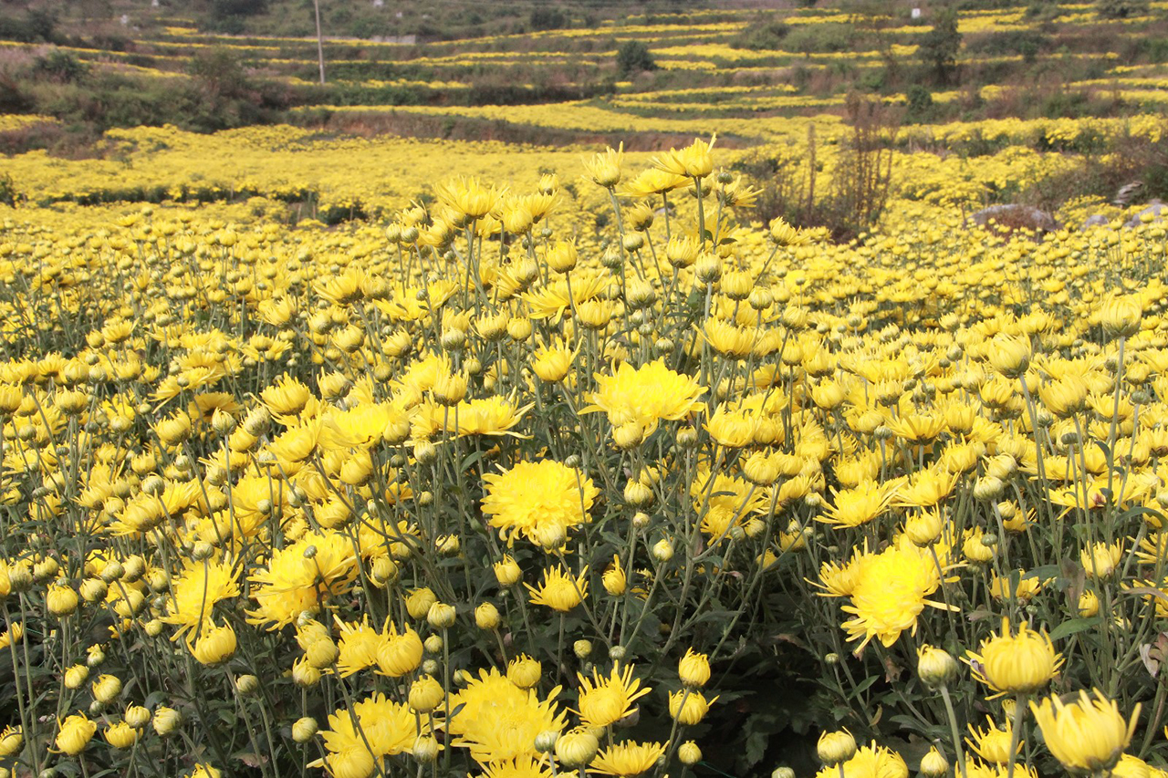 10月，平坝区白云镇花柱村的400多亩金丝皇菊争相怒放，朵朵鲜花铺满山野，色泽金黄，形如金丝，微风吹过，清香扑鼻。（安顺日报社大数据智慧全媒体记者  徐芹）