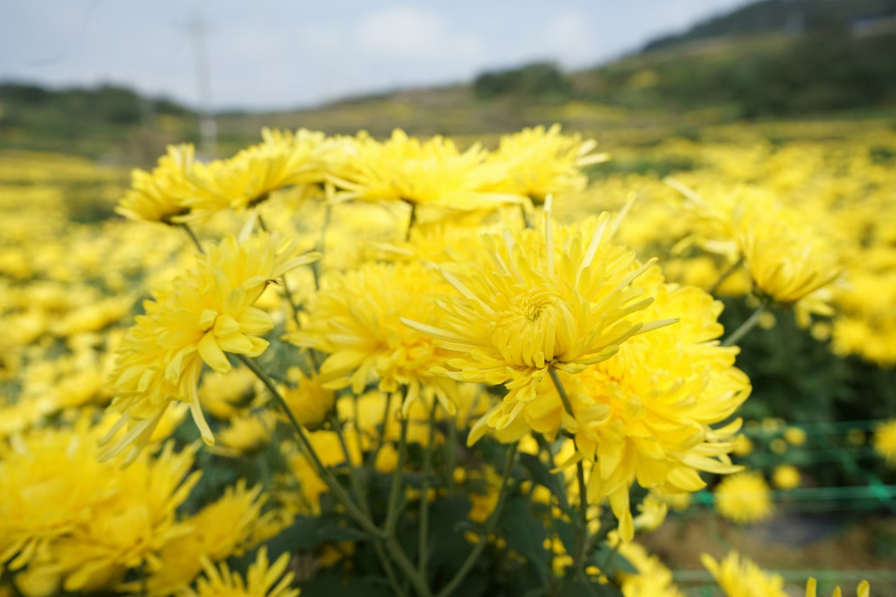 10月，平坝区白云镇花柱村的400多亩金丝皇菊争相怒放，朵朵鲜花铺满山野，色泽金黄，形如金丝，微风吹过，清香扑鼻。（安顺日报社大数据智慧全媒体记者  徐芹）