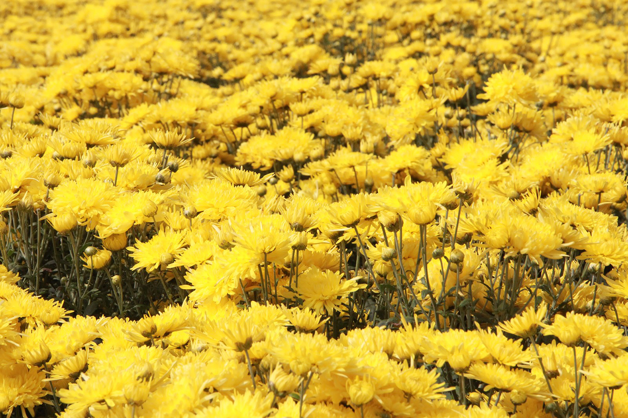 10月，平坝区白云镇花柱村的400多亩金丝皇菊争相怒放，朵朵鲜花铺满山野，色泽金黄，形如金丝，微风吹过，清香扑鼻。（安顺日报社大数据智慧全媒体记者  徐芹）