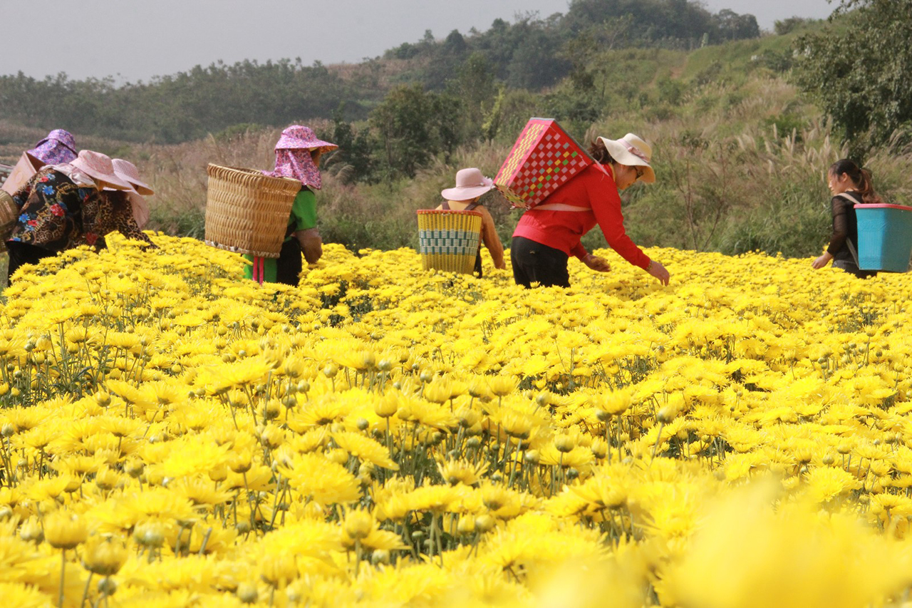 10月，平坝区白云镇花柱村的400多亩金丝皇菊争相怒放，朵朵鲜花铺满山野，色泽金黄，形如金丝，微风吹过，清香扑鼻。（安顺日报社大数据智慧全媒体记者  徐芹）