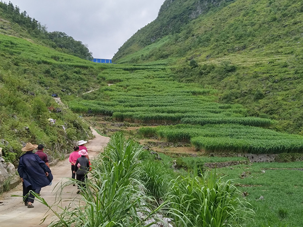 　　大营镇，地处紫云东南边陲，属“贫中之贫”“困中之困”的麻山中心地带，共辖14个村（居）6209户27161人，2014年，贫困发生率37.3%，加上交通闭塞，内联不通、外联不畅，贫困程度居高不下，是贵州省20个极贫乡镇之一。2016年，大营镇列为极贫乡镇时全镇建档立卡贫困户2589户10607人，贫困发生率29.9%。这一年，大营镇凝心聚力，发起了一场轰轰烈烈的脱贫之战。“目前，大营镇贫困发生率降至0%，我们已经达到了脱贫摘帽标准。”大营镇党委书记陈凯激动地说。