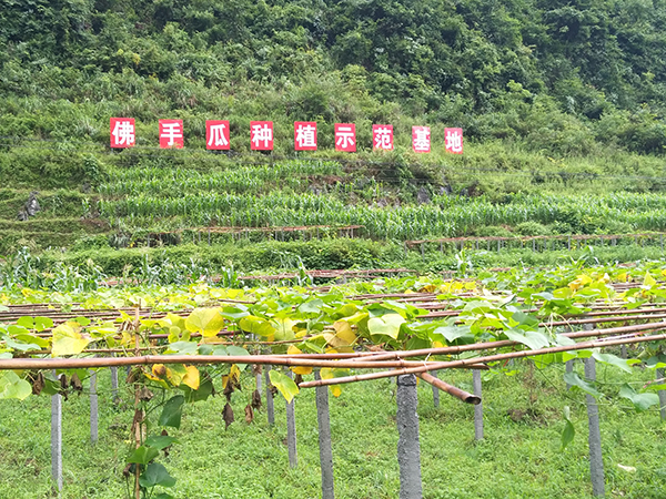 　　大营镇，地处紫云东南边陲，属“贫中之贫”“困中之困”的麻山中心地带，共辖14个村（居）6209户27161人，2014年，贫困发生率37.3%，加上交通闭塞，内联不通、外联不畅，贫困程度居高不下，是贵州省20个极贫乡镇之一。2016年，大营镇列为极贫乡镇时全镇建档立卡贫困户2589户10607人，贫困发生率29.9%。这一年，大营镇凝心聚力，发起了一场轰轰烈烈的脱贫之战。“目前，大营镇贫困发生率降至0%，我们已经达到了脱贫摘帽标准。”大营镇党委书记陈凯激动地说。