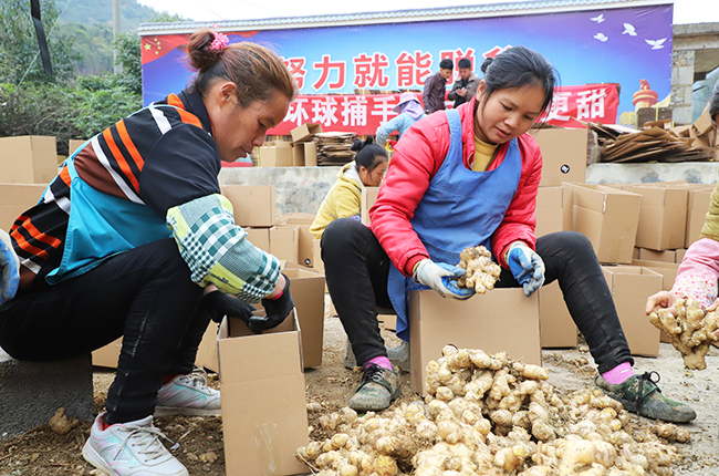 　　“十三五”以来，安顺市各项商务商贸工作平稳推进，全市商贸流通发展建设呈现出健康、良好的发展态势，为全面完成全市“十三五”发展规划奠定了良好的基础。“十三五”期间，安顺市圆满完成商务各项指标，社会消费品零售总额完成960亿元，外贸进出口完成9.92亿美元，新增备案登记外贸企业259户，备案登记外贸企业数量达到628户，实际使用外资6.03亿元，备案外资企业共计23家；网络零售额32.41亿元。图为农户正在打包小黄姜。